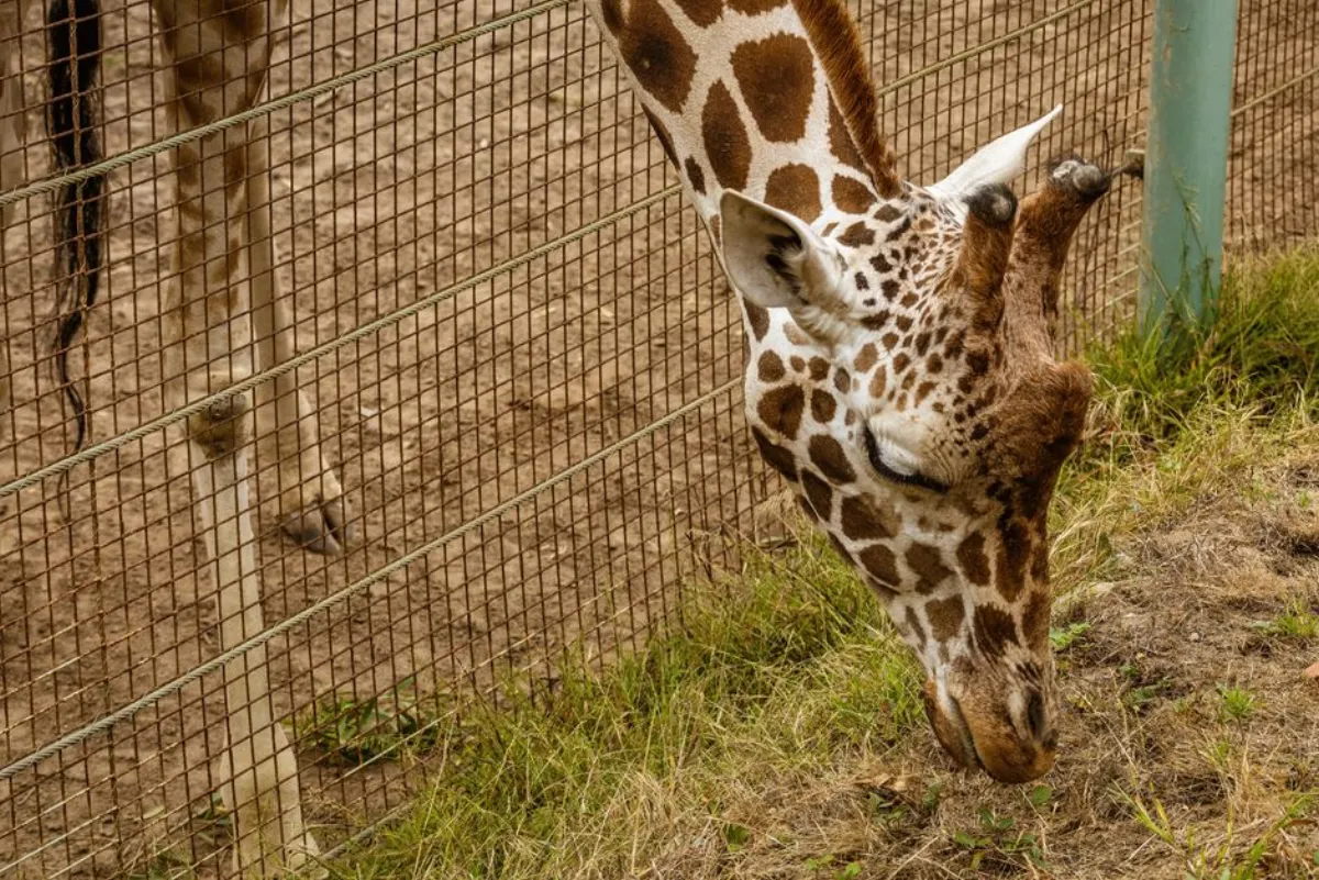 zoo animals