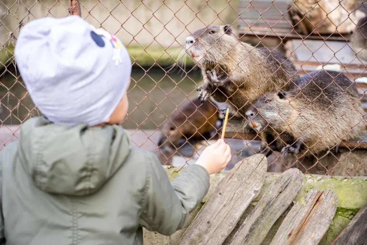 zoo animals